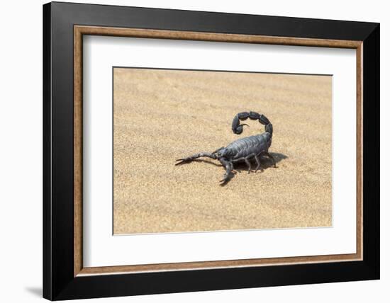 Namibia, Swakopmund. Black scorpion moving across the sand.-Ellen Goff-Framed Photographic Print