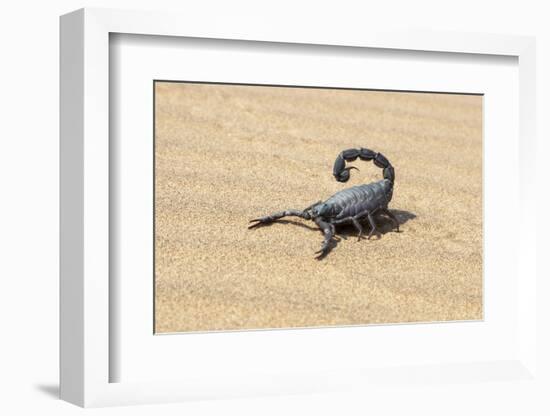 Namibia, Swakopmund. Black scorpion moving across the sand.-Ellen Goff-Framed Photographic Print