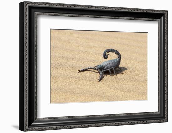 Namibia, Swakopmund. Black scorpion moving across the sand.-Ellen Goff-Framed Photographic Print