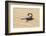 Namibia, Swakopmund. Black scorpion moving across the sand.-Ellen Goff-Framed Photographic Print