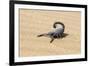 Namibia, Swakopmund. Black scorpion moving across the sand.-Ellen Goff-Framed Premium Photographic Print