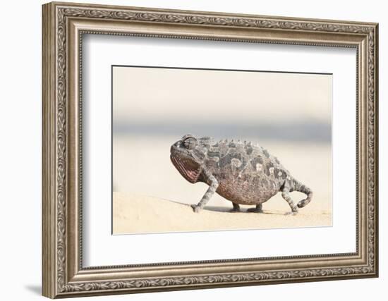 Namibia, Swakopmund. Namaqua chameleon walking on the sand.-Ellen Goff-Framed Photographic Print