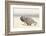 Namibia, Swakopmund. Namaqua chameleon walking on the sand.-Ellen Goff-Framed Photographic Print