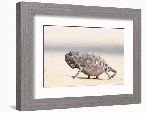 Namibia, Swakopmund. Namaqua chameleon walking on the sand.-Ellen Goff-Framed Photographic Print