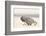 Namibia, Swakopmund. Namaqua chameleon walking on the sand.-Ellen Goff-Framed Photographic Print