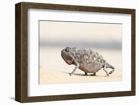 Namibia, Swakopmund. Namaqua chameleon walking on the sand.-Ellen Goff-Framed Photographic Print