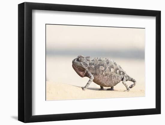 Namibia, Swakopmund. Namaqua chameleon walking on the sand.-Ellen Goff-Framed Photographic Print