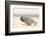 Namibia, Swakopmund. Namaqua chameleon walking on the sand.-Ellen Goff-Framed Photographic Print