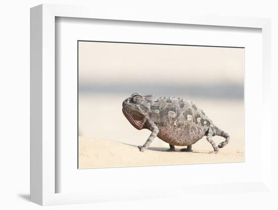 Namibia, Swakopmund. Namaqua chameleon walking on the sand.-Ellen Goff-Framed Photographic Print