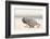 Namibia, Swakopmund. Namaqua chameleon walking on the sand.-Ellen Goff-Framed Photographic Print