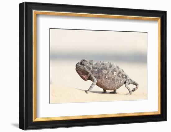 Namibia, Swakopmund. Namaqua chameleon walking on the sand.-Ellen Goff-Framed Photographic Print