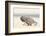 Namibia, Swakopmund. Namaqua chameleon walking on the sand.-Ellen Goff-Framed Photographic Print