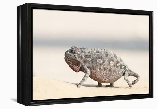 Namibia, Swakopmund. Namaqua chameleon walking on the sand.-Ellen Goff-Framed Premier Image Canvas