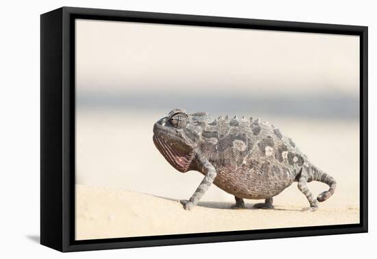 Namibia, Swakopmund. Namaqua chameleon walking on the sand.-Ellen Goff-Framed Premier Image Canvas