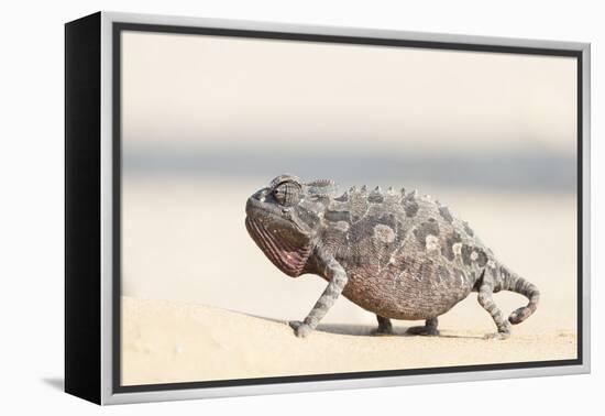 Namibia, Swakopmund. Namaqua chameleon walking on the sand.-Ellen Goff-Framed Premier Image Canvas