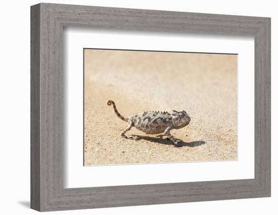 Namibia, Swakopmund. Namaqua chameleon walking on the sand.-Ellen Goff-Framed Photographic Print