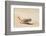 Namibia, Swakopmund. Namaqua chameleon walking on the sand.-Ellen Goff-Framed Photographic Print