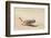 Namibia, Swakopmund. Namaqua chameleon walking on the sand.-Ellen Goff-Framed Photographic Print