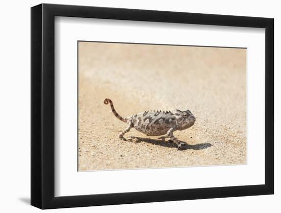 Namibia, Swakopmund. Namaqua chameleon walking on the sand.-Ellen Goff-Framed Photographic Print