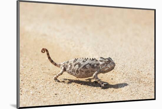 Namibia, Swakopmund. Namaqua chameleon walking on the sand.-Ellen Goff-Mounted Photographic Print