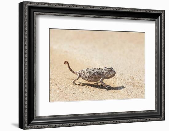 Namibia, Swakopmund. Namaqua chameleon walking on the sand.-Ellen Goff-Framed Photographic Print