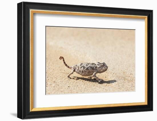 Namibia, Swakopmund. Namaqua chameleon walking on the sand.-Ellen Goff-Framed Photographic Print