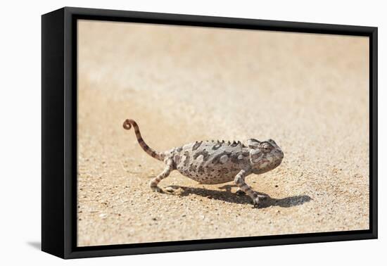 Namibia, Swakopmund. Namaqua chameleon walking on the sand.-Ellen Goff-Framed Premier Image Canvas