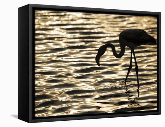 Namibia, Walvis Bay; Flamingo Filter Feeding in Walvis Bay Lagoon at Sunset-Mark Hannaford-Framed Premier Image Canvas