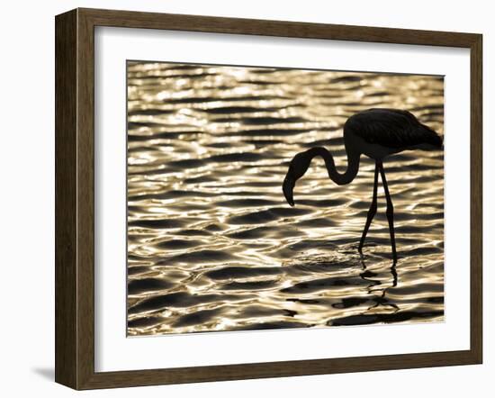 Namibia, Walvis Bay; Flamingo Filter Feeding in Walvis Bay Lagoon at Sunset-Mark Hannaford-Framed Photographic Print