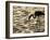 Namibia, Walvis Bay; Flamingo Filter Feeding in Walvis Bay Lagoon at Sunset-Mark Hannaford-Framed Photographic Print