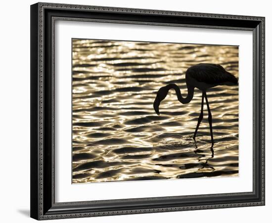 Namibia, Walvis Bay; Flamingo Filter Feeding in Walvis Bay Lagoon at Sunset-Mark Hannaford-Framed Photographic Print