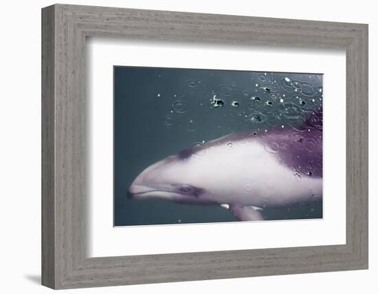 Namibia, Walvis Bay. Surface Shot of Rare Heaviside's Dolphin-Janet Muir-Framed Photographic Print