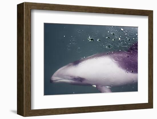 Namibia, Walvis Bay. Surface Shot of Rare Heaviside's Dolphin-Janet Muir-Framed Photographic Print