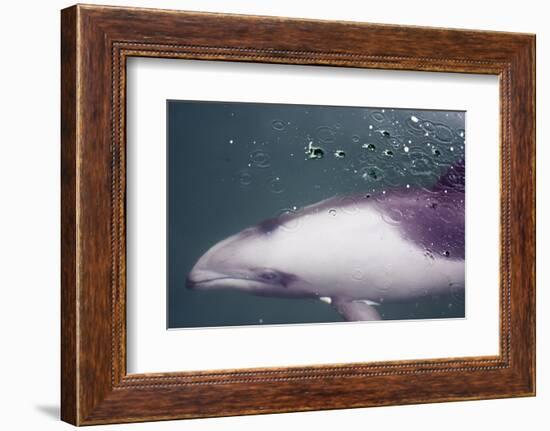Namibia, Walvis Bay. Surface Shot of Rare Heaviside's Dolphin-Janet Muir-Framed Photographic Print