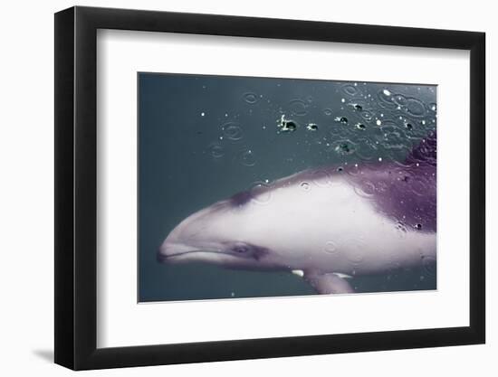 Namibia, Walvis Bay. Surface Shot of Rare Heaviside's Dolphin-Janet Muir-Framed Photographic Print