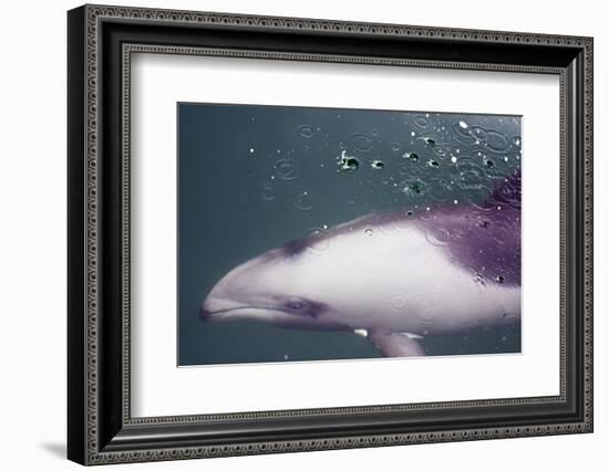 Namibia, Walvis Bay. Surface Shot of Rare Heaviside's Dolphin-Janet Muir-Framed Photographic Print