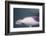 Namibia, Walvis Bay. Surface Shot of Rare Heaviside's Dolphin-Janet Muir-Framed Photographic Print