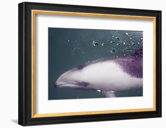 Namibia, Walvis Bay. Surface Shot of Rare Heaviside's Dolphin-Janet Muir-Framed Photographic Print