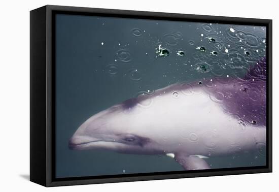 Namibia, Walvis Bay. Surface Shot of Rare Heaviside's Dolphin-Janet Muir-Framed Premier Image Canvas