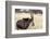 Namibia, Windhoek, Okapuka Ranch. Close-up of Sable Antelope-Wendy Kaveney-Framed Photographic Print