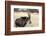 Namibia, Windhoek, Okapuka Ranch. Close-up of Sable Antelope-Wendy Kaveney-Framed Photographic Print