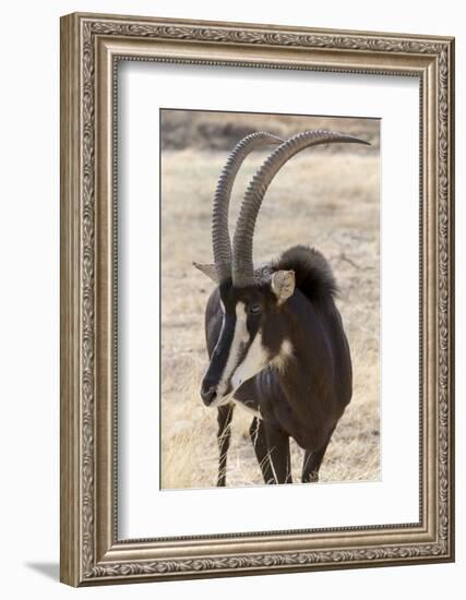 Namibia, Windhoek, Okapuka Ranch. Close-up of Sable Antelope-Wendy Kaveney-Framed Photographic Print