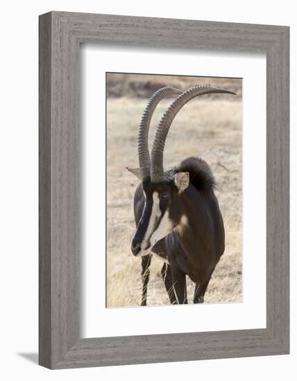 Namibia, Windhoek, Okapuka Ranch. Close-up of Sable Antelope-Wendy Kaveney-Framed Photographic Print