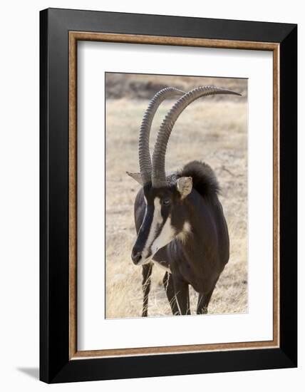 Namibia, Windhoek, Okapuka Ranch. Close-up of Sable Antelope-Wendy Kaveney-Framed Photographic Print