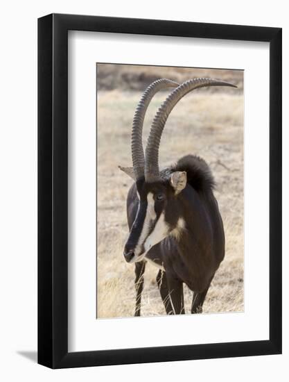 Namibia, Windhoek, Okapuka Ranch. Close-up of Sable Antelope-Wendy Kaveney-Framed Photographic Print