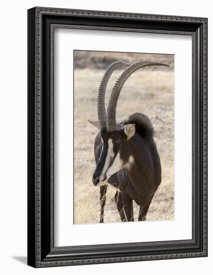 Namibia, Windhoek, Okapuka Ranch. Close-up of Sable Antelope-Wendy Kaveney-Framed Photographic Print