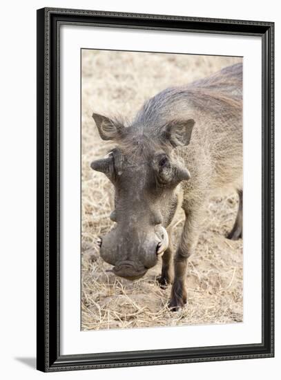 Namibia, Windhoek, Okapuka Ranch. Close-up of Warthog-Wendy Kaveney-Framed Photographic Print