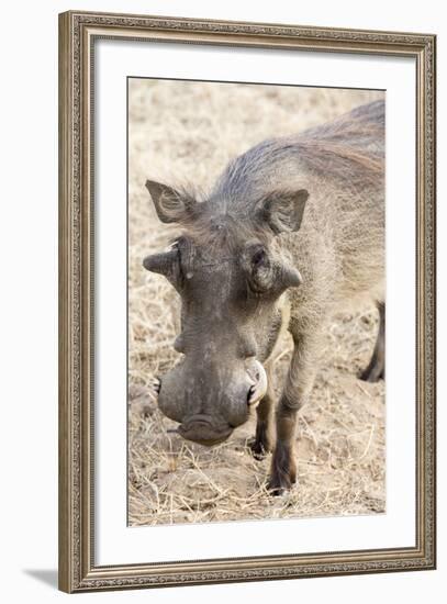 Namibia, Windhoek, Okapuka Ranch. Close-up of Warthog-Wendy Kaveney-Framed Photographic Print