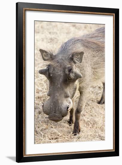 Namibia, Windhoek, Okapuka Ranch. Close-up of Warthog-Wendy Kaveney-Framed Photographic Print