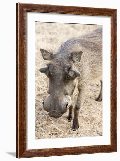 Namibia, Windhoek, Okapuka Ranch. Close-up of Warthog-Wendy Kaveney-Framed Photographic Print